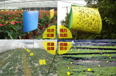 粘虫板\诱虫板